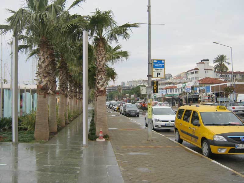 درختان نخل کوش آداسی