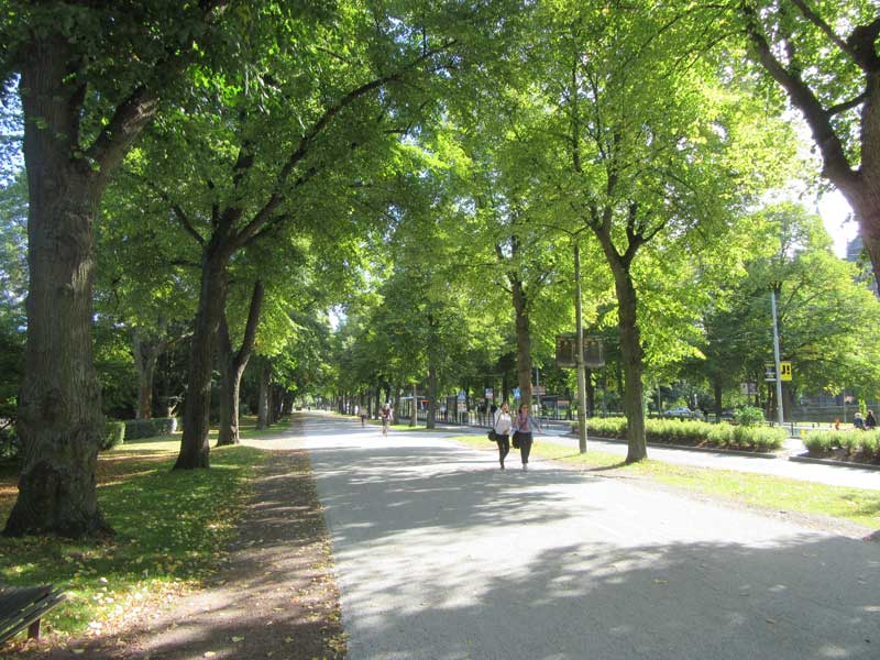 مسیری جنگلی و سرسبز در راه اسکانسن
